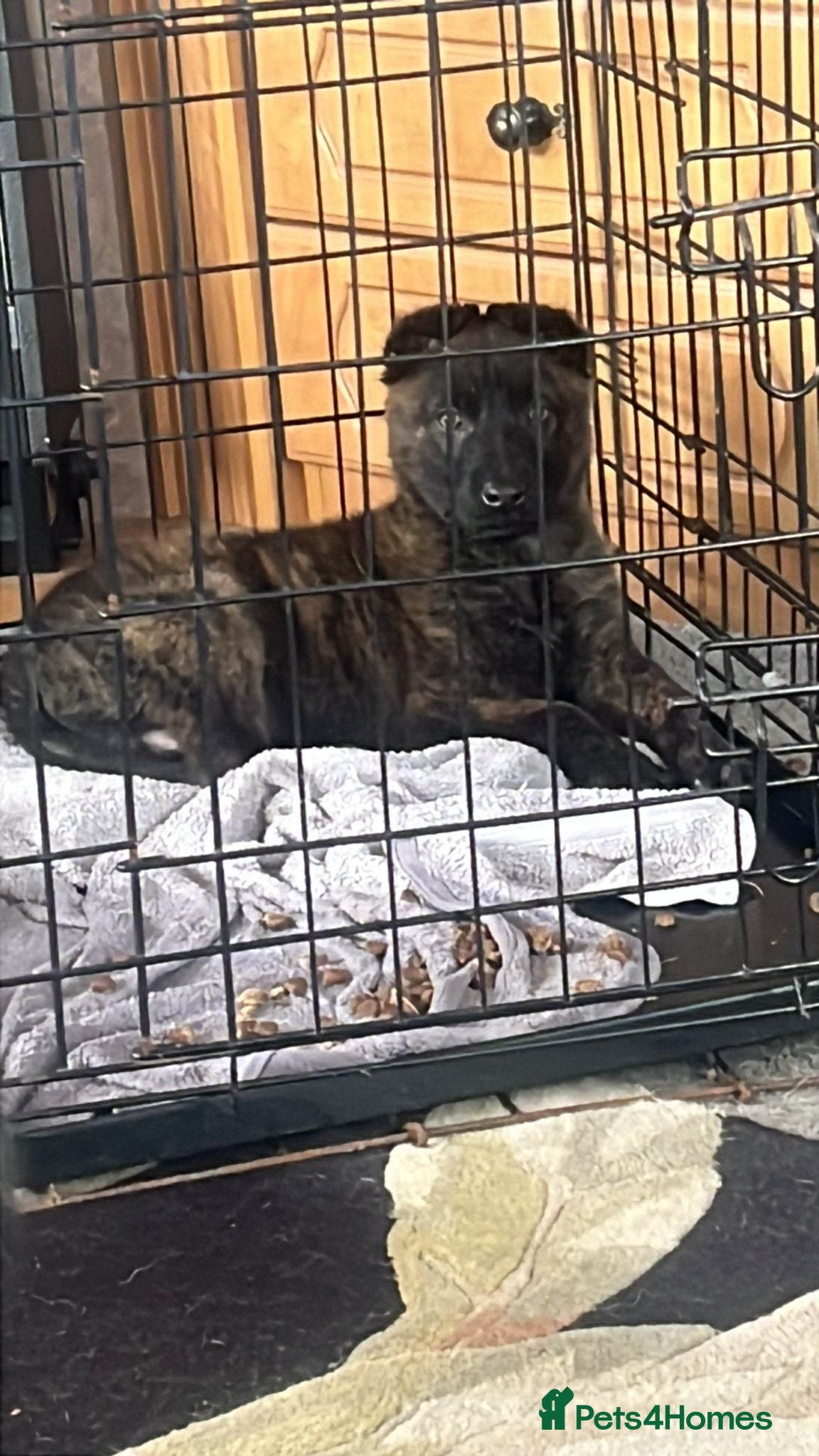 Mixed Breed dogs Dutch shepherd cross - Advert 8