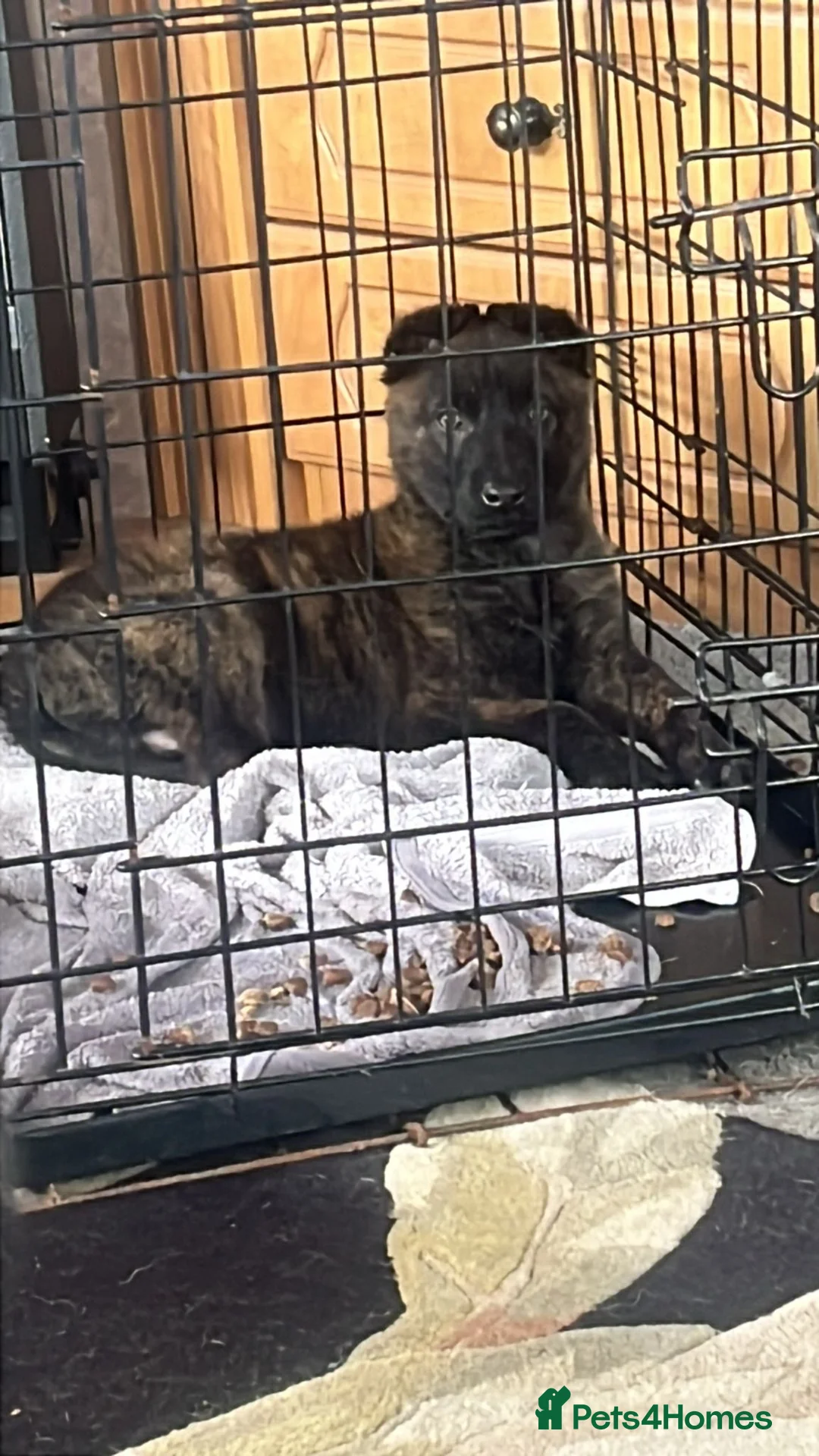 Mixed Breed dogs for sale: Dutch shepherd cross - Advert 1