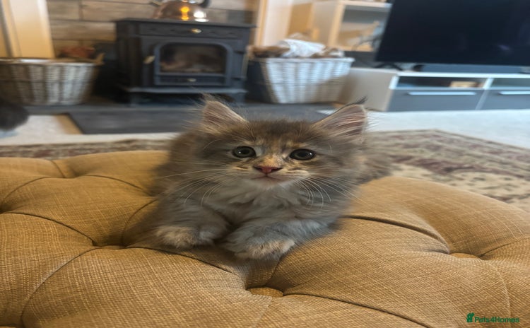 Maine Coon cats in Boston - Advert 9