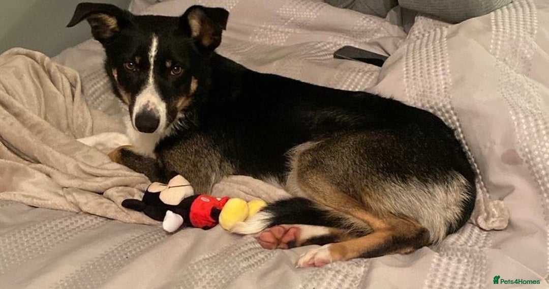 Border Collie dogs for sale: Reggie🩵 - Image 2