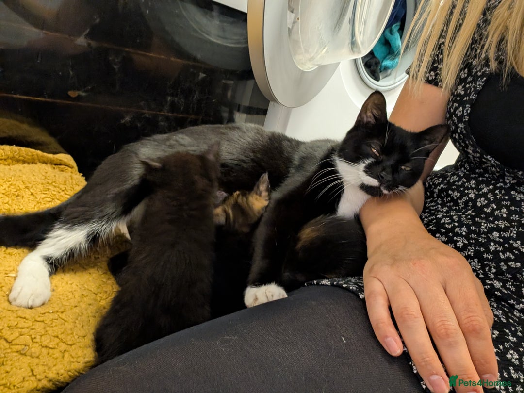Mixed Breed cats for sale: Beautiful black kitten - Image 11