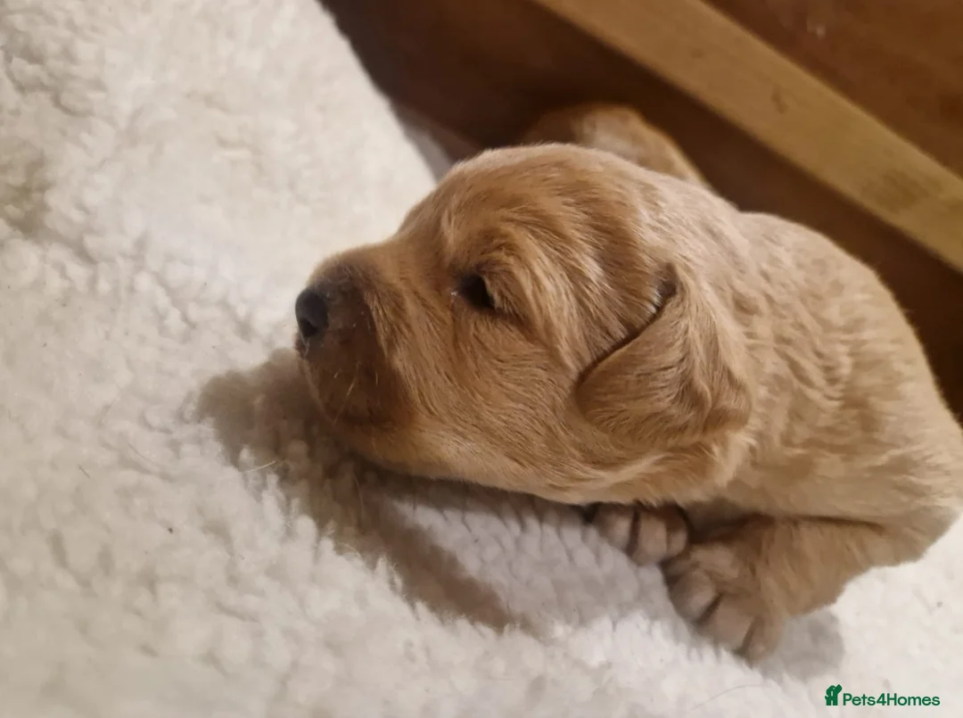 Labradoodle dogs for sale: Miniature labradoodle boys - Advert 16