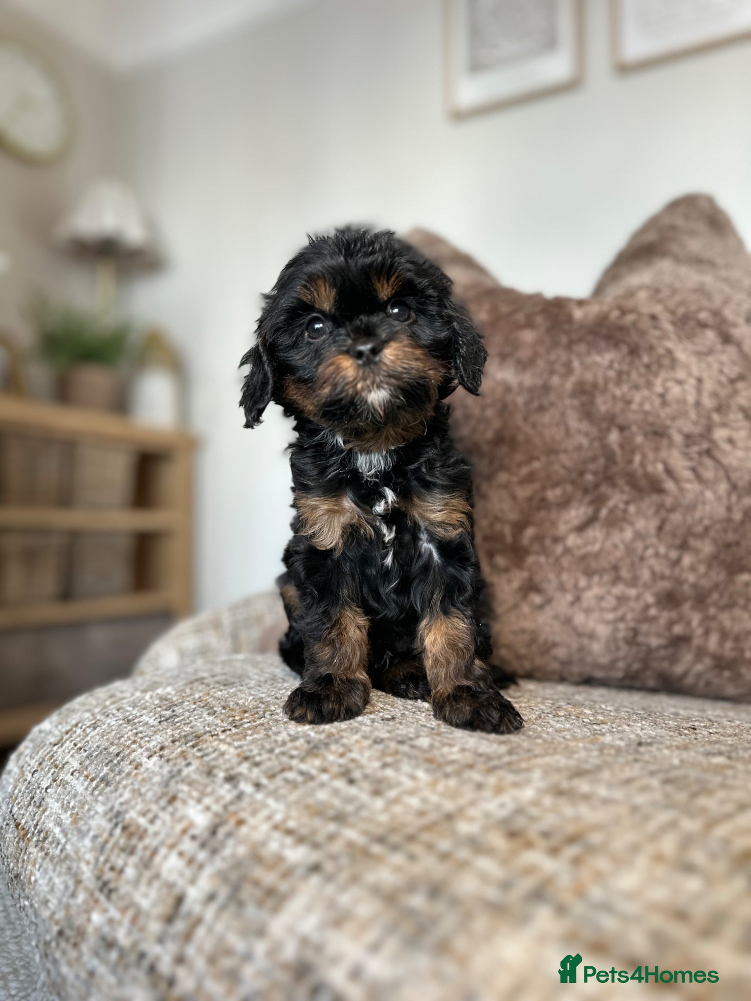 Cavapoo dogs Adorable Cavapoo puppies. Health tested Parent.  - Advert 2