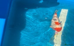 Koi Carp fish for sale: Various koi carp for sale  - Image 15