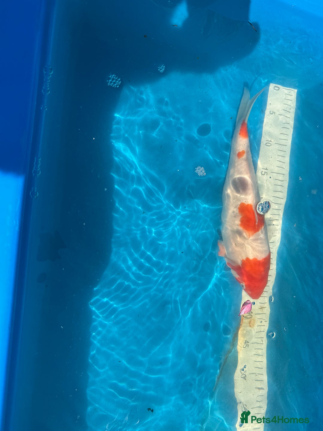 Koi Carp fish for sale: Various koi carp for sale  - Image 15