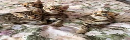 Bengal cats for sale: Beautiful bengal kittens 🐾🐾🐾 - Advert 10
