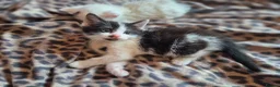 Domestic Shorthair cats for sale: LOOKING FOR A LOVING HOME — 2 BABY BOYS AND MUM  in King's Lynn - Advert 6