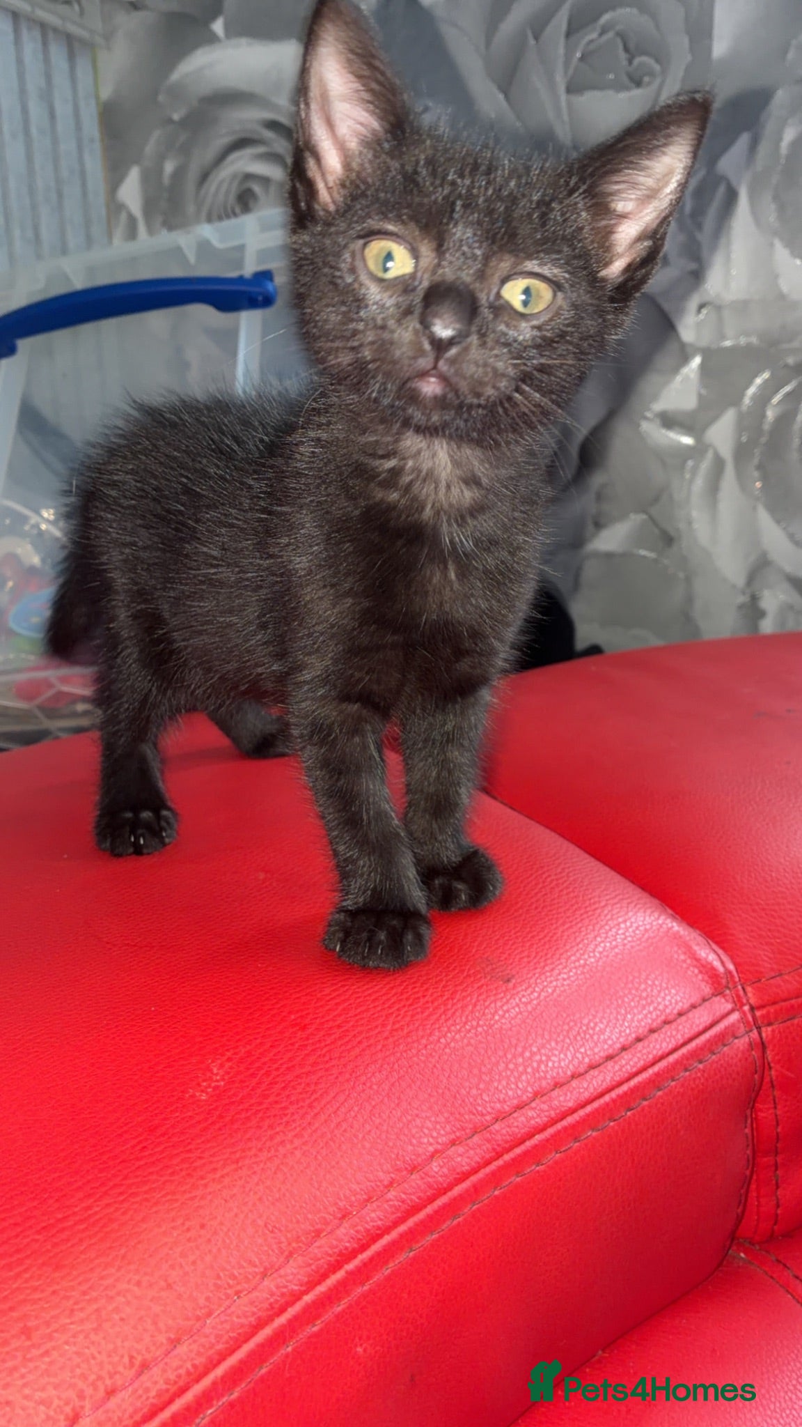 Mixed Breed cats Ragamese cross kittens  - Advert 7