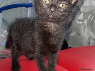 Mixed Breed cats Ragamese cross kittens - Advert 4