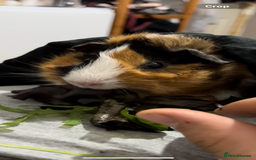 Guinea Pig rodents for sale: 2 x female guinea pigs looking for a new home - Image 5