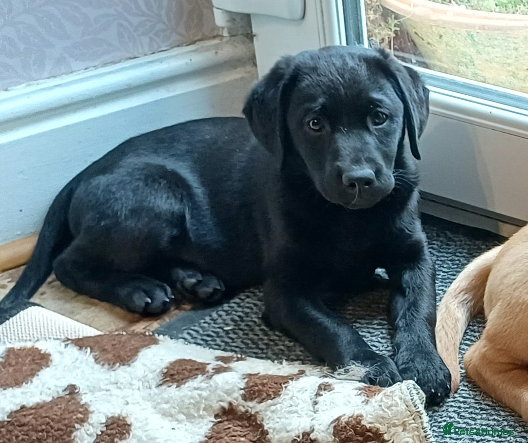 Labrador Retriever dogs for sale: Working/Pet, fully health tested mum and Dad  in Scarborough - Image 14