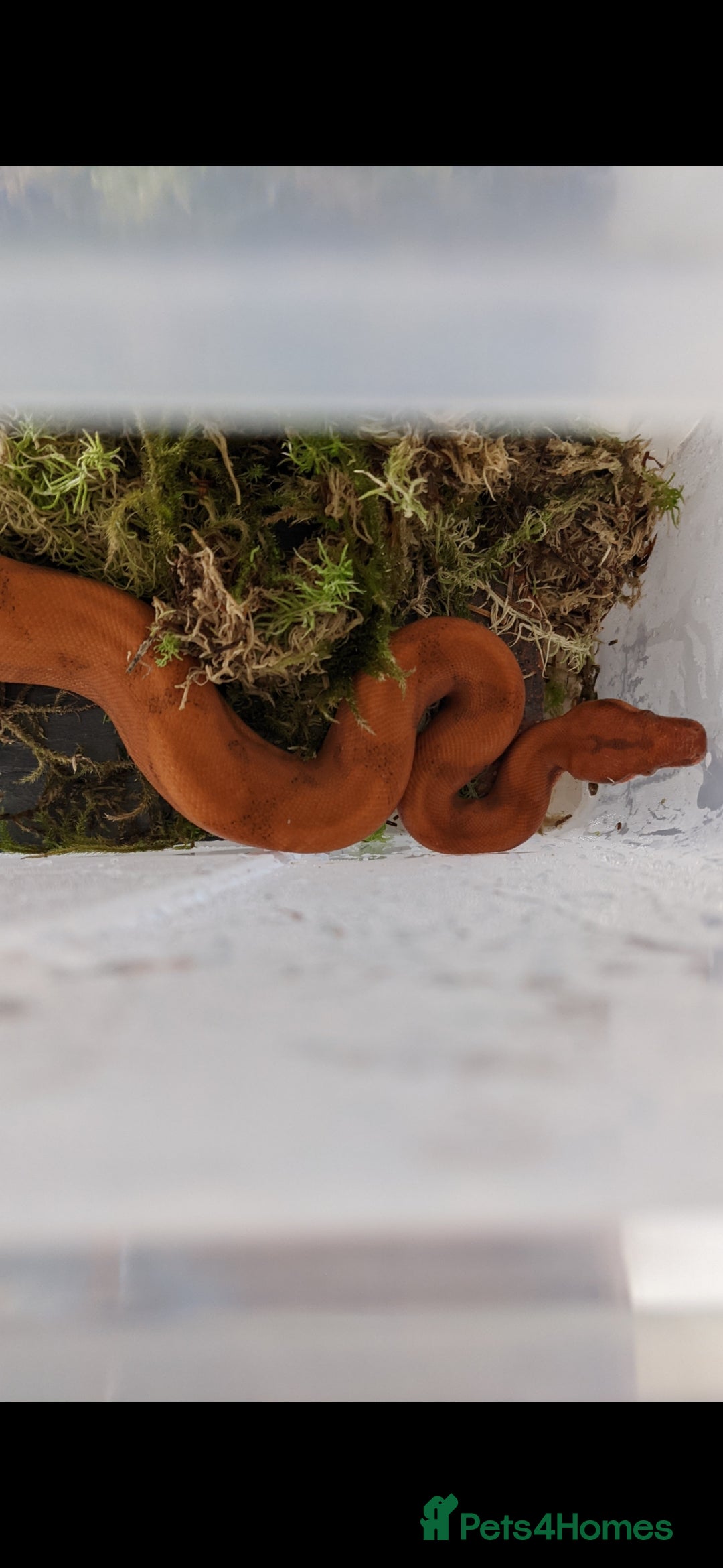 Boa Snake reptiles for sale: Bloody sunset Boa female and full set up and viv - Advert 3