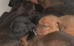 Staffordshire Bull Terrier dogs for sale: Blue Staffordshire Bull Terrier - Image 10