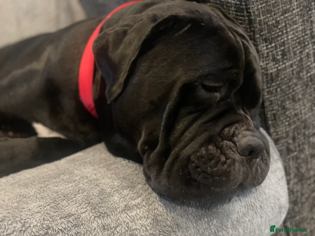 Cane Corso dogs for stud: 🐾 Cane Corso, Proven Bloodline, Stud  Available in Hemel Hempstead - Advert 2