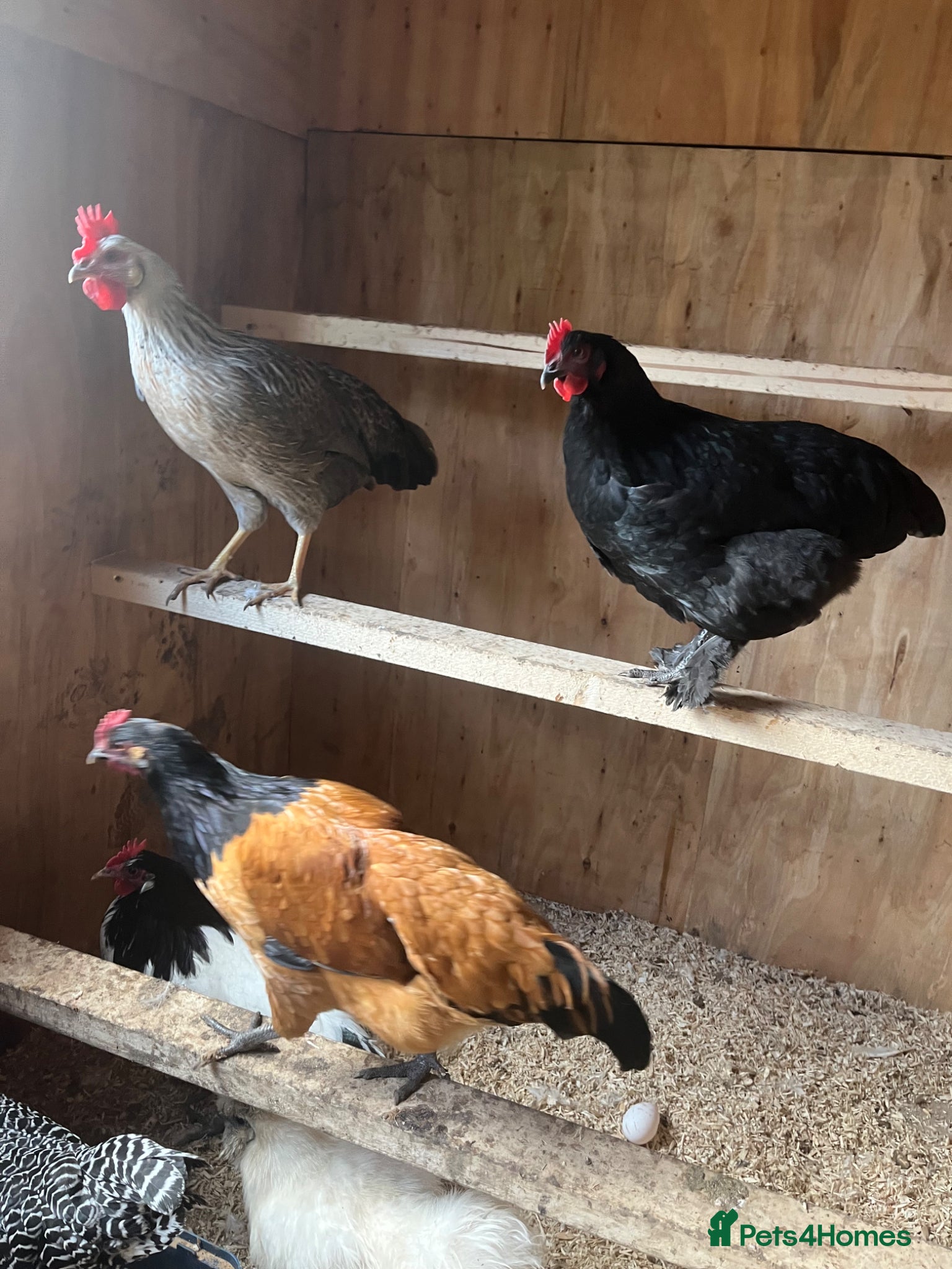 Chickens poultry for sale: Various breeds of chicken  - Advert 7