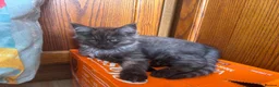 Ragcoon cats for sale: Cuteness Overload Incoming! Adorable Ragcoon Kitts - Advert 7