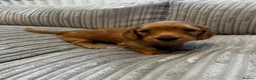 Miniature Dachshund dogs for sale: Gorgeous long haired miniature dachshund  - Advert 13