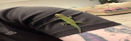 Gecko reptiles for sale: High red Giant Day Gecko (phelsuma grandis) - Advert 2