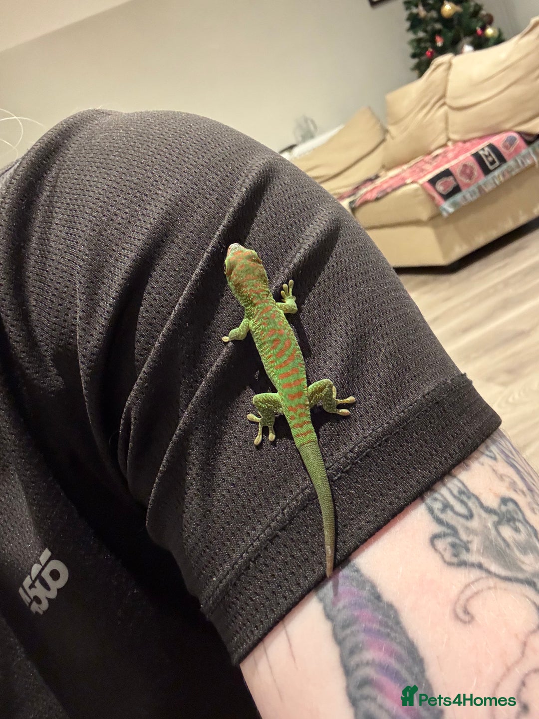 Gecko reptiles for sale: High red Giant Day Gecko (phelsuma grandis) - Advert 2