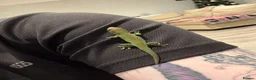 Gecko reptiles for sale: High red Giant Day Gecko (phelsuma grandis) - Advert 2