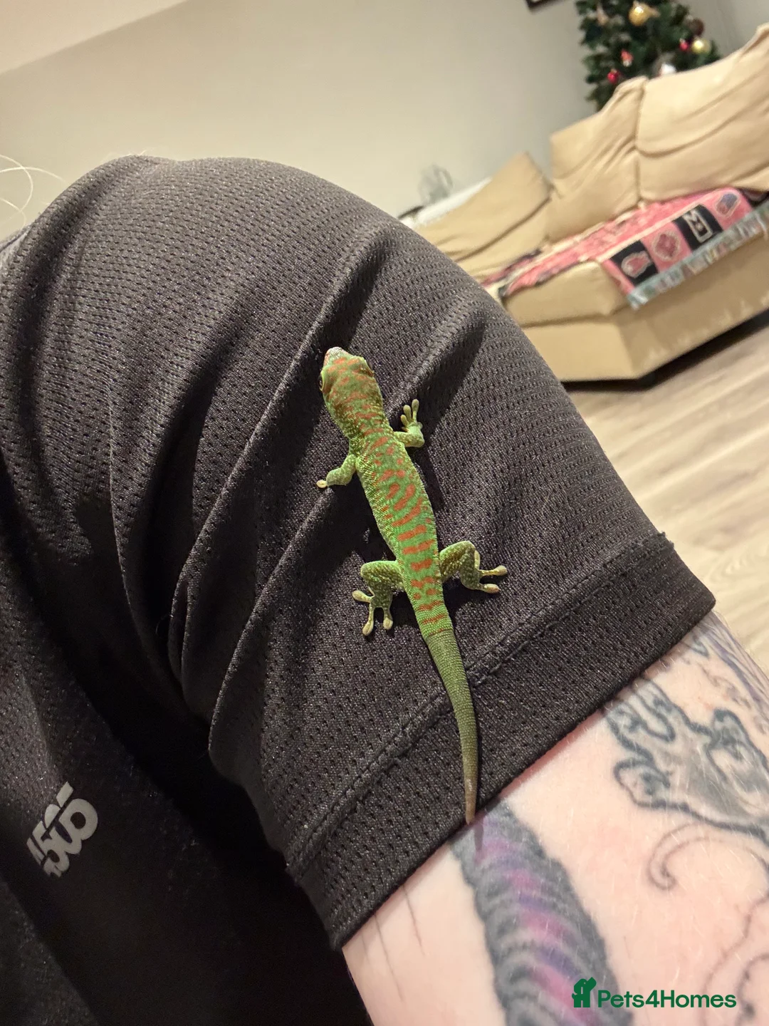 Gecko reptiles for sale: High red Giant Day Gecko (phelsuma grandis) - Advert 2