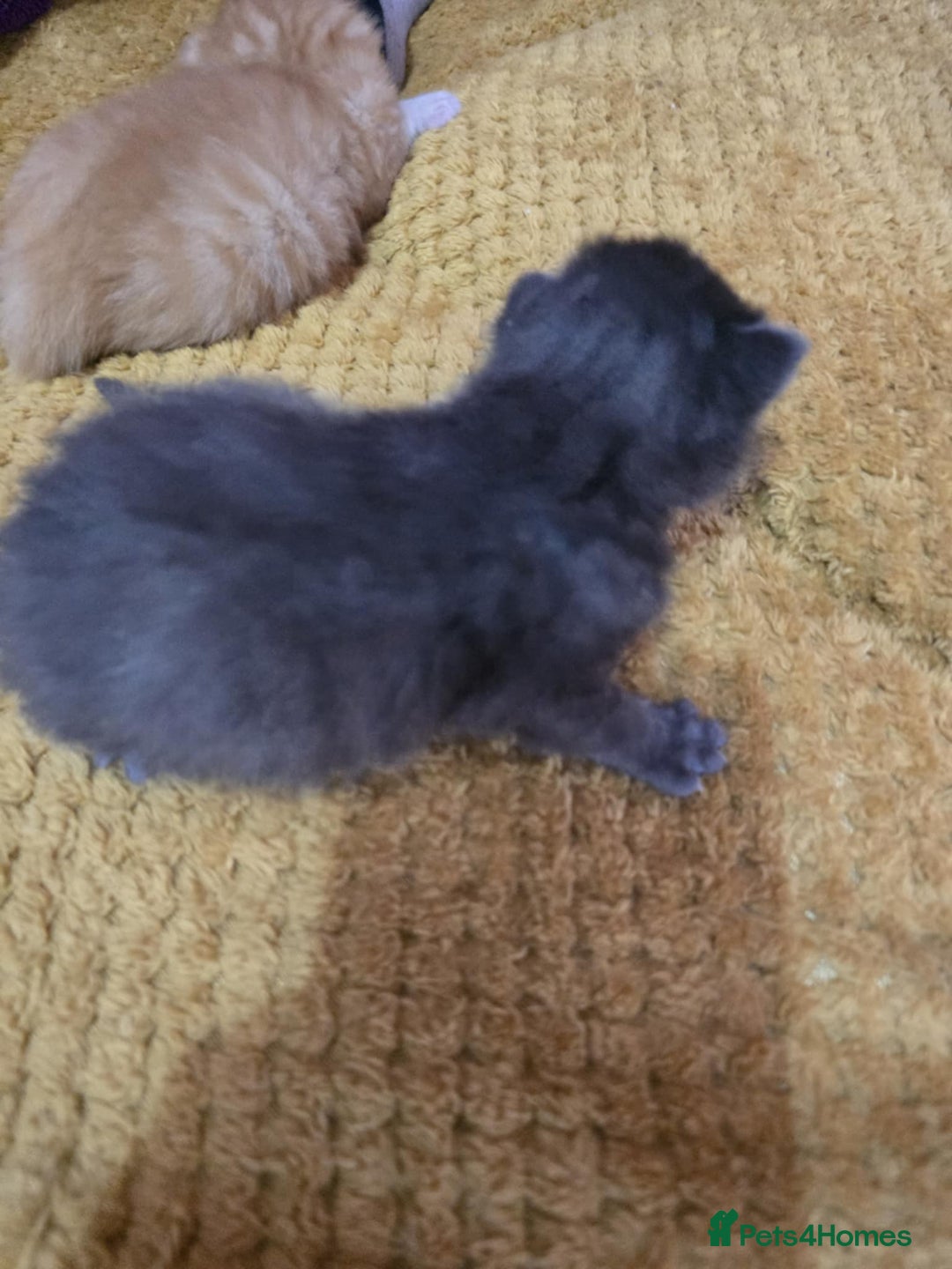 British Longhair cats for sale: 🐈 cat - Image 11