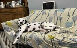 Dalmatian dogs for sale: Harvey Dalmatian Male for Rehoming - Image 2