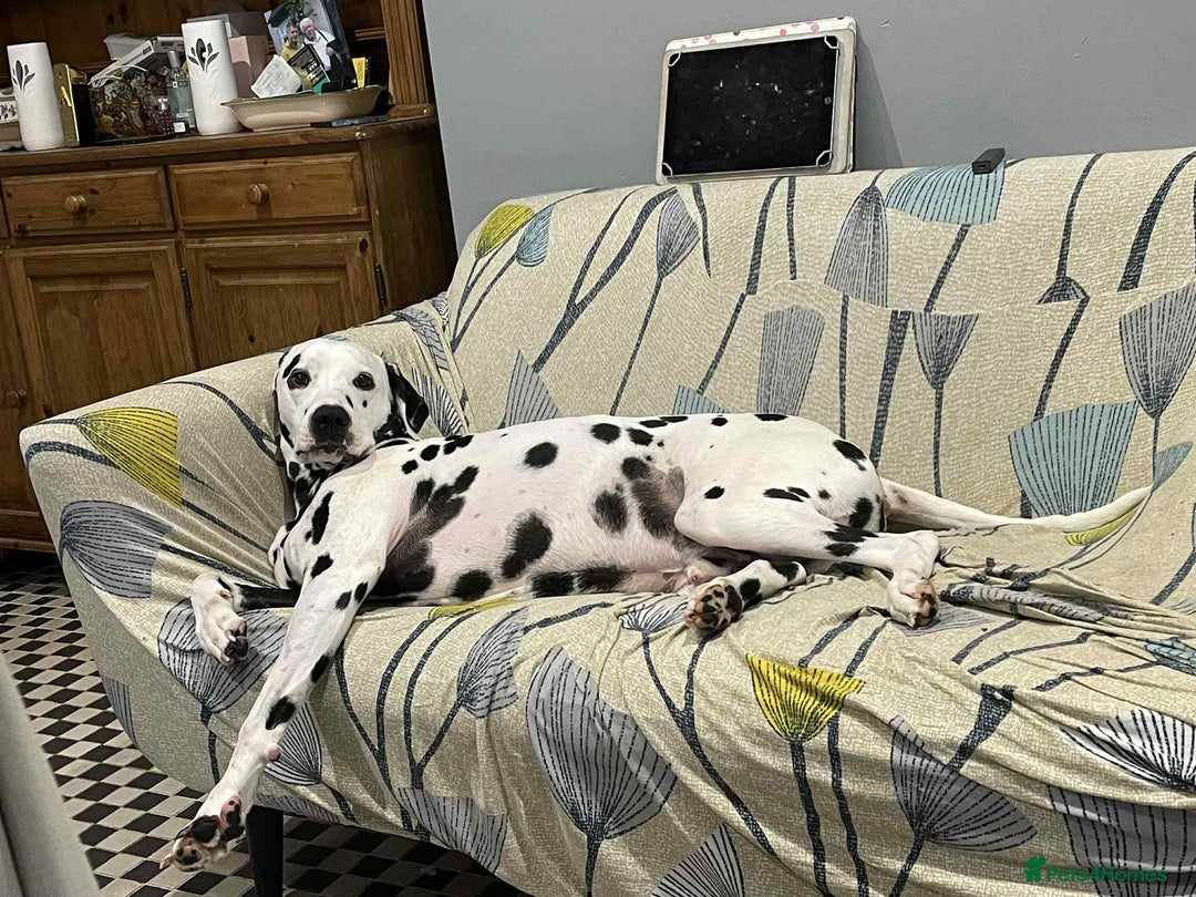 Dalmatian dogs for sale: Harvey Dalmatian Male for Rehoming - Image 2