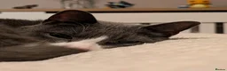 Mixed Breed cats for sale: Leo (grey and white adult male) - Advert 3