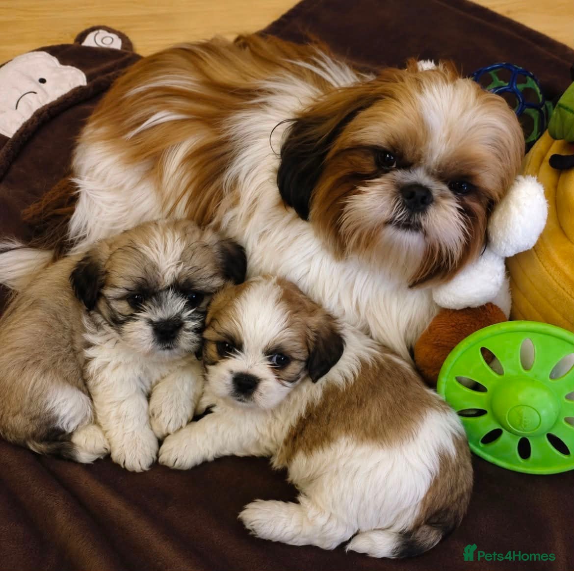 Shih Tzu dogs 2 shih tzu puppies for sale - Advert 7