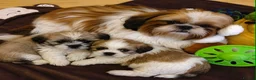 Shih Tzu dogs for sale: 2 shih tzu puppies for sale in Southend-on-Sea - Advert 1