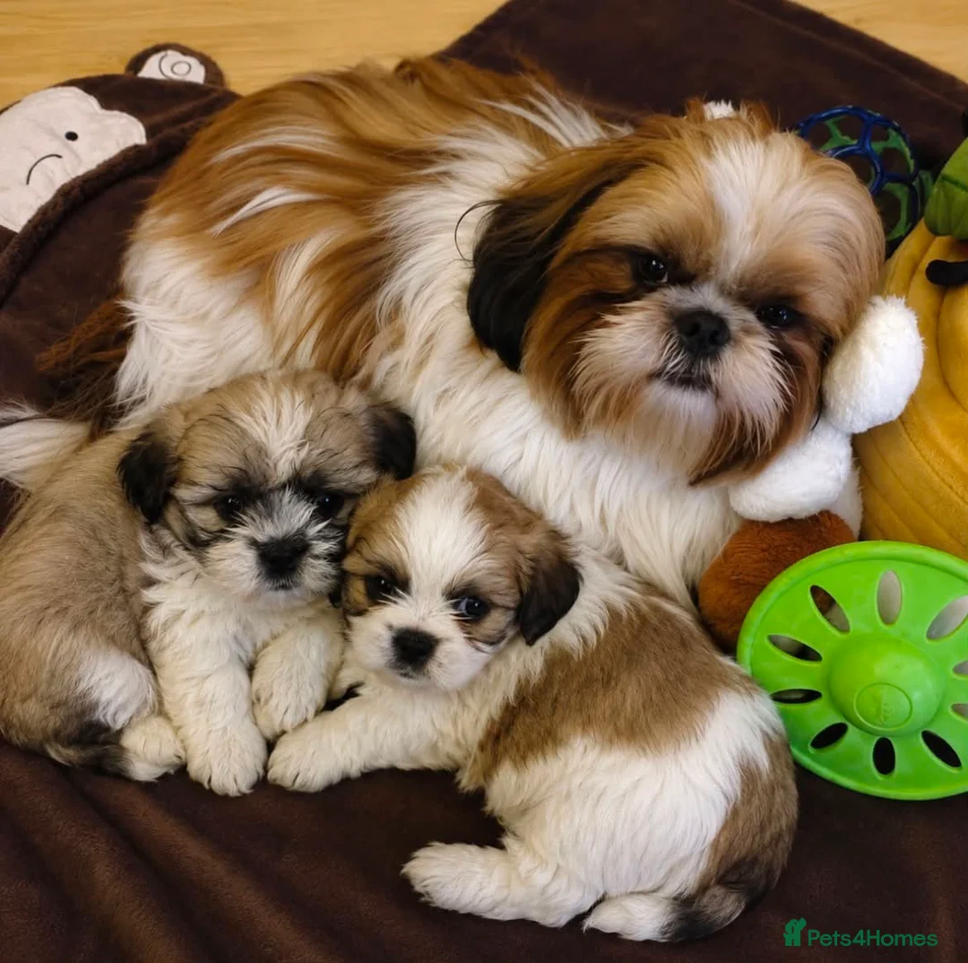 Shih Tzu dogs for sale: 2 shih tzu puppies for sale in Southend-on-Sea - Advert 1