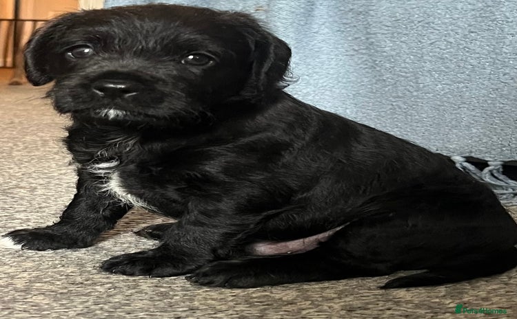 Mixed Breed dogs - Advert 33