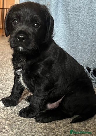 Mixed Breed dogs - Advert 33