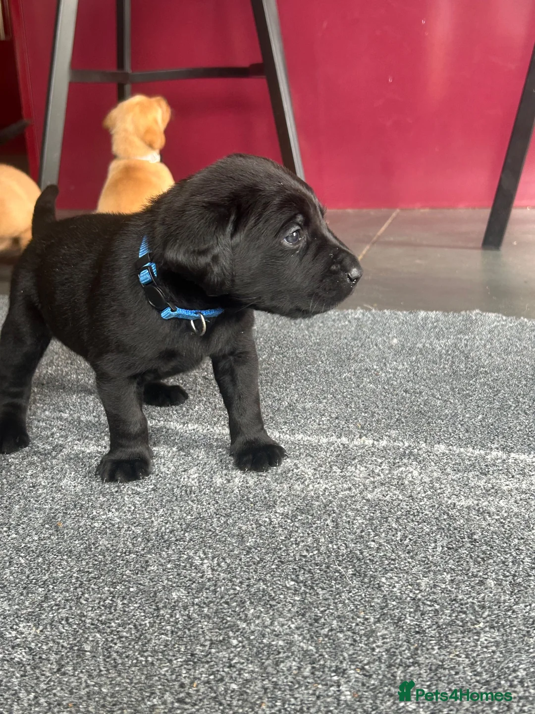 Labrador Retriever dogs for sale: KC Registered Labrador Pups - Advert 18