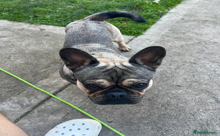 Frug dogs - Advert 1