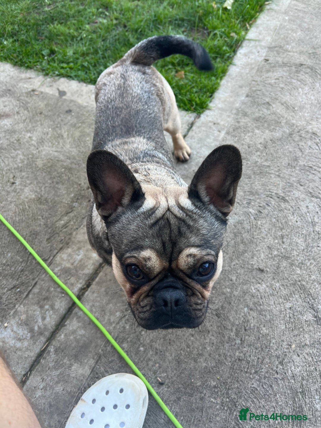 Frug dogs for sale: Tommy the Frug - Image 1