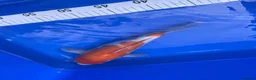 Koi Carp fish for sale: Koi carp - Advert 4