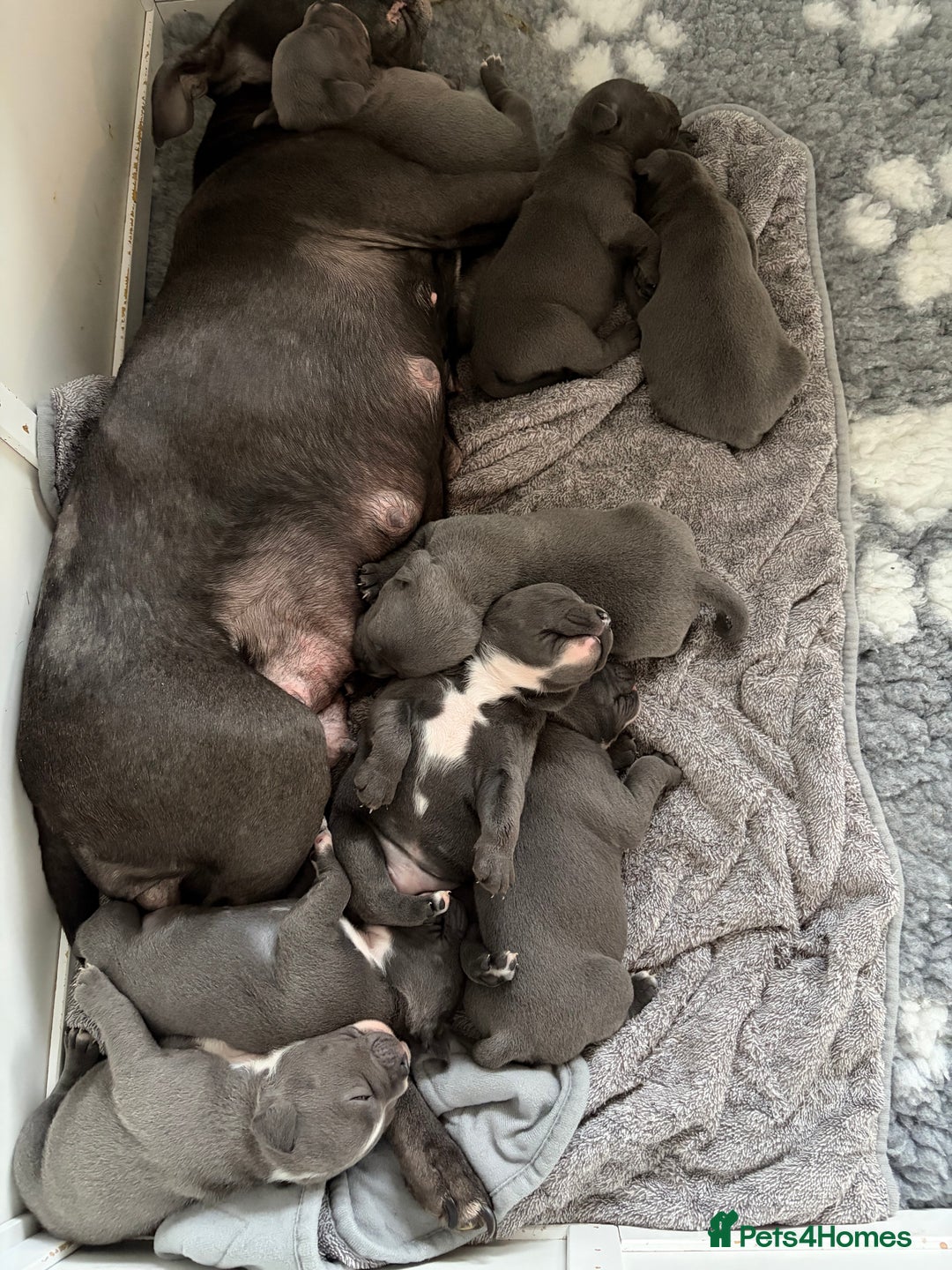 Staffordshire Bull Terrier dogs for sale: Pure Pedigree Blue Staffie Pups - Advert 7