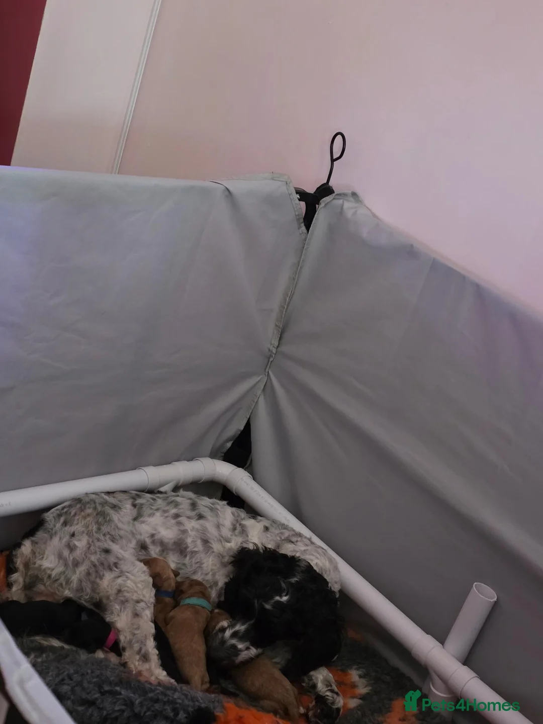 Cockapoo dogs for sale: Cockerpoo puppies  in Dover - Advert 1