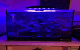 Bettas fish for sale: Aquarium with Betta and Plecco - Image 4