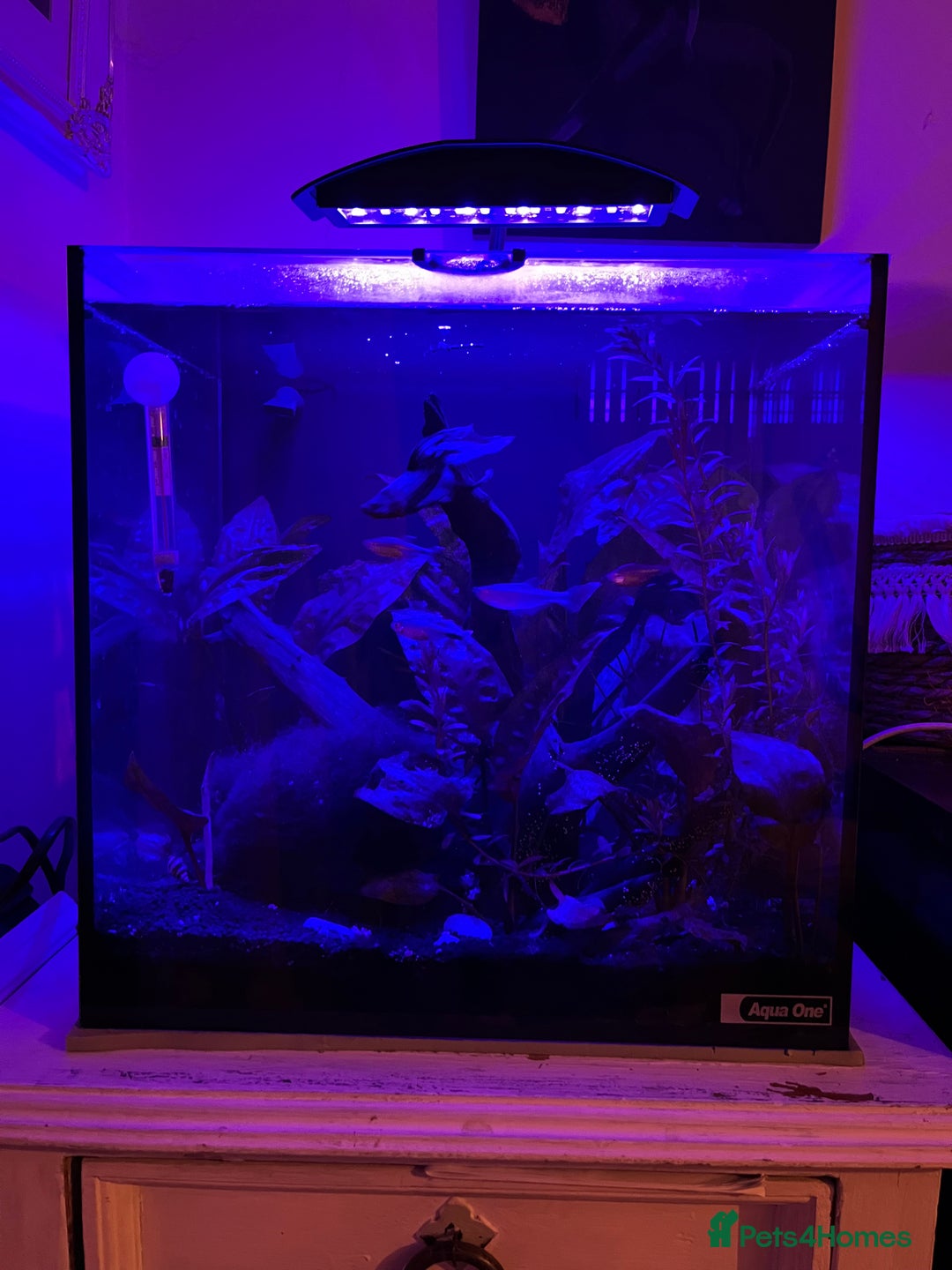 Bettas fish for sale: Aquarium with Betta and Plecco - Image 4