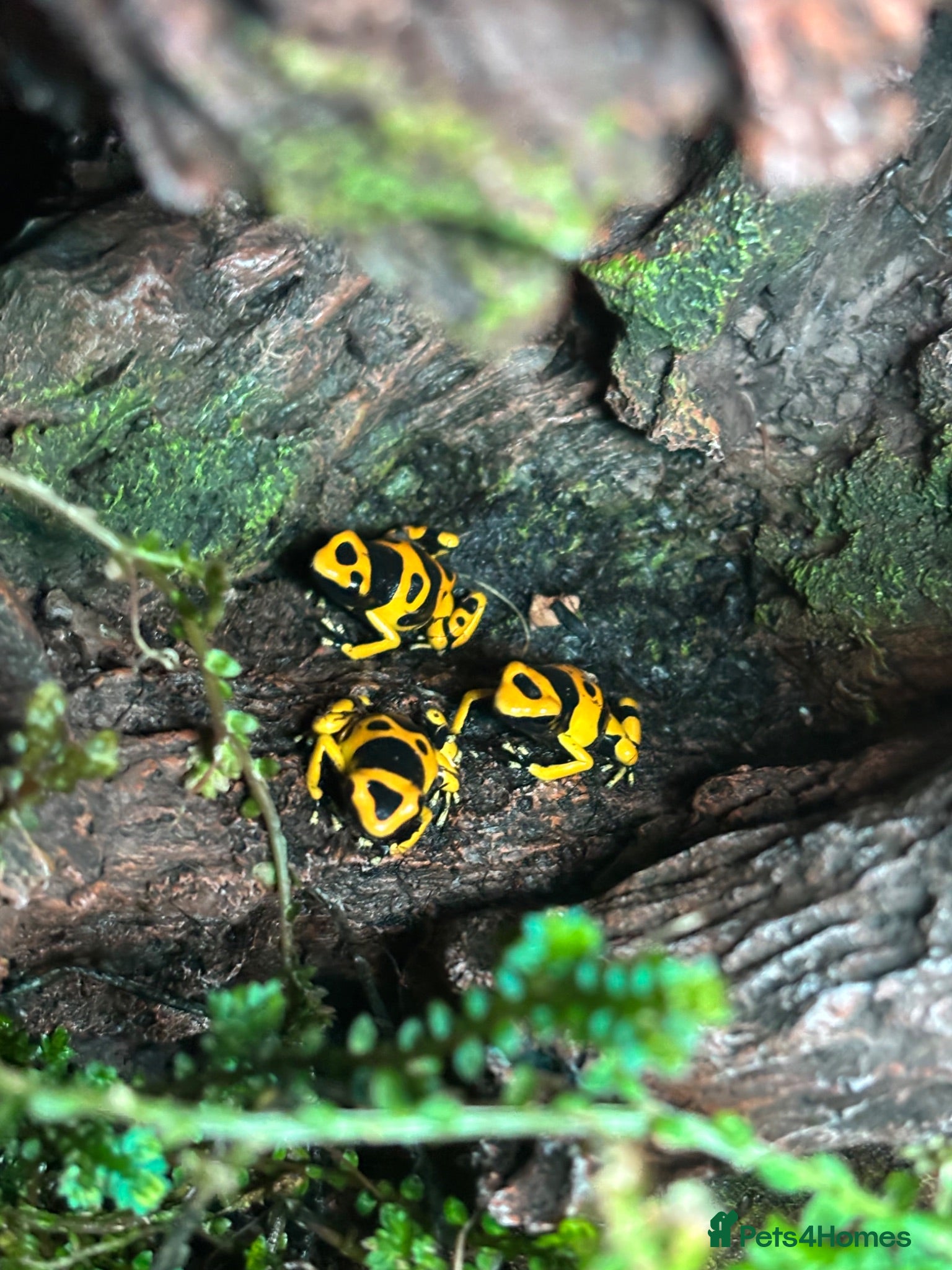 Frog reptiles Dendronates leucomelas - Advert 8