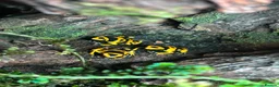 Frog reptiles for sale: Dendronates leucomelas - Advert 1