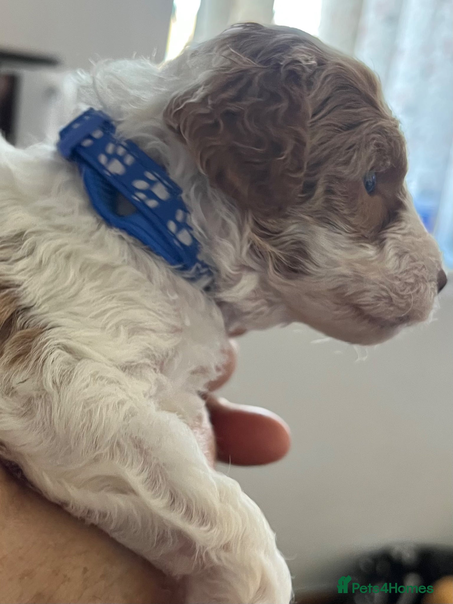 Miniature Poodle dogs  Pure KC registered miniature poodle puppies - Advert 2