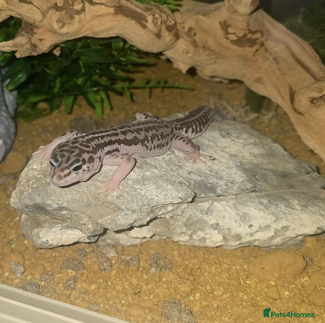 Leopard Gecko reptiles for sale: Various leopard gecko morphs nd equipment for sale in Maidstone - Advert 1