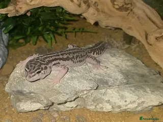 Leopard Gecko reptiles Various leopard gecko morphs nd equipment for sale in Maidstone - Advert 1