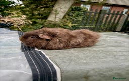 Guinea Pig rodents for sale: 5 month old bonded boy guinea pigs - Image 8
