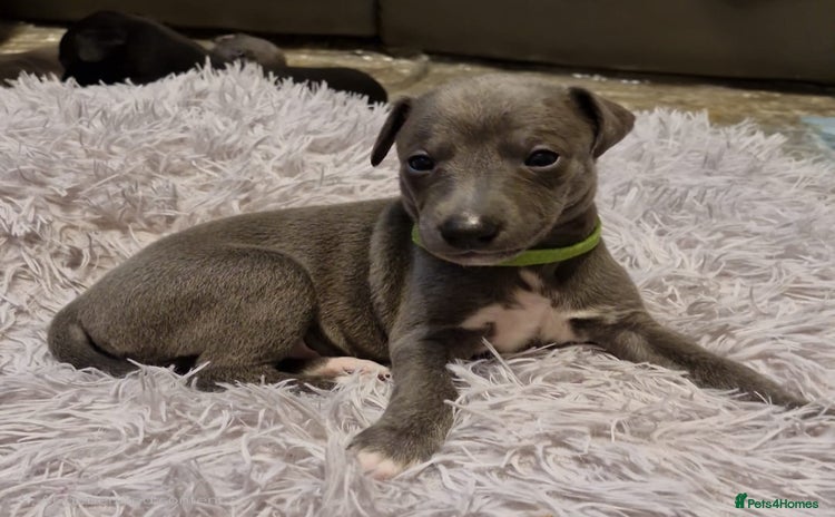 Whippet dogs - Advert 4