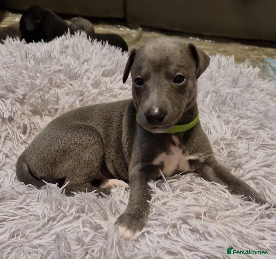Whippet dogs for sale: Whippets - Image 1